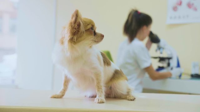 The dog is waiting for the results of the survey at veterinary clinic