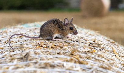 A cute field mouse (Apodemus sylvaticus) on a hay bale - 218183975