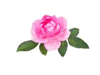 Bright pink rose flower isolated on white