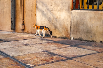 a vagabond cat on the street