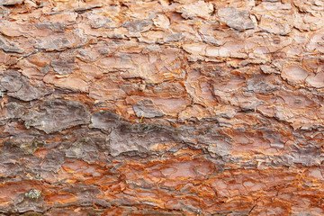 Old wood bark texture or background. Pine tree bark background. Selective focus. Horizontal arrangement. Save space.