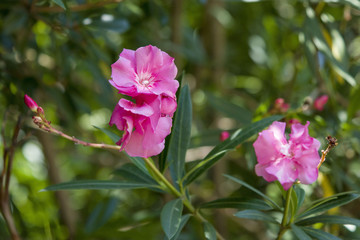 ピンク色の夾竹桃の花