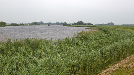 Fototapeta na wymiar Dutch landscape with lake bordered by reed