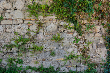 background wall of ancient buildings of natural stone overgrown with ivy and vines