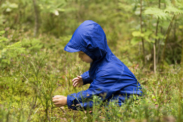 Toddler boy sitting in a forest eating bilberries or blueberries