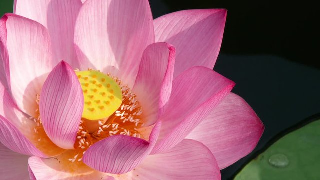 長野県松本市 松本城の蓮の花