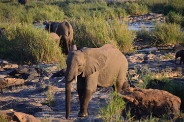 Elefanti nel letto di un fiume nella savana africana