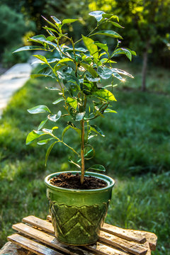 Young orange tree in the garden. Horticulture and hobbies.