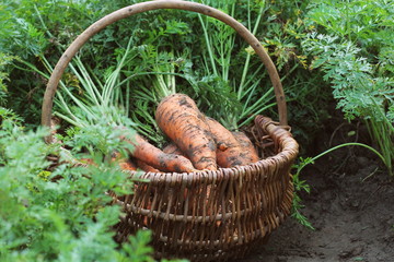 Harvesting carrots. Fresh carrots lying on ground.