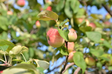 Apple tree