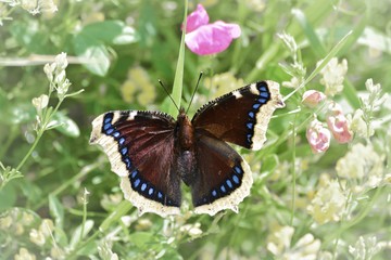 butterfly