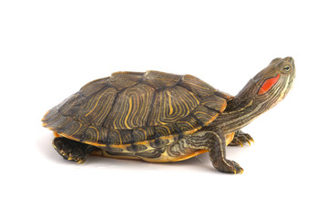 Naklejka premium Trachemys Scripta Elegans On White