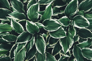 Green And White Hosta Leaves From Above
