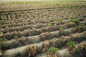 Dried potato field © Siegi
