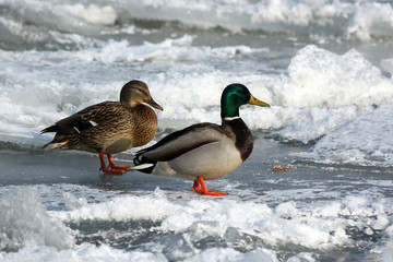male and felame ducks on ice