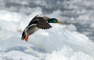 flying wild duck over frozen water 3