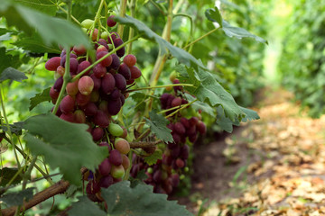 Ripe grapes on the vineyard, harvest time. Future juice or wine.