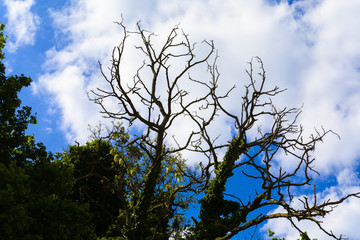 Silhouette of a dead  tree against cloudy blue sky.