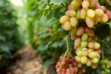 Ripe grapes on the vineyard, harvest time. Future juice or wine.