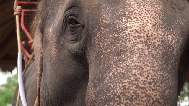 Eye of Asian Elephant (Elephas maximus). Close Up View