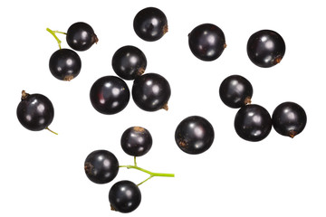 Blackcurrant ribes nigrum, top ,paths