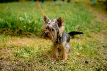 dog, yorkshire, terrier, pet, puppy, animal, cute, yorkie, canine, brown, yorkshire terrier, small, grass, breed, mammal, adorable, portrait, pets, domestic, isolated, green, hair, purebred, fur, york