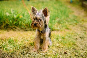 dog, terrier, yorkshire, animal, pet, puppy, cute, yorkie, canine, brown, small, portrait, mammal, isolated, yorkshire terrier, hair, pets, breed, fur, purebred, grass, white, adorable, domestic, dogg