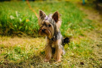 dog, yorkshire, terrier, puppy, animal, pet, cute, yorkie, canine, brown, small, grass, isolated, yorkshire terrier, hair, mammal, pets, breed, portrait, domestic, adorable, green, purebred, white, fu