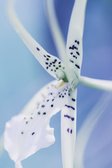 Flower Macro Shot