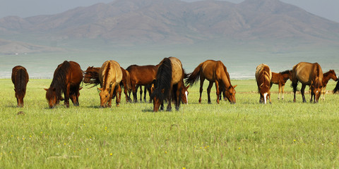  horse grazing grass in the grassland of Mongolia
