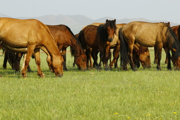 Fototapeta premium horse grazing grass in the grassland of Mongolia