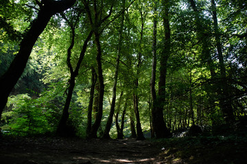 Obraz premium IMMORTELS