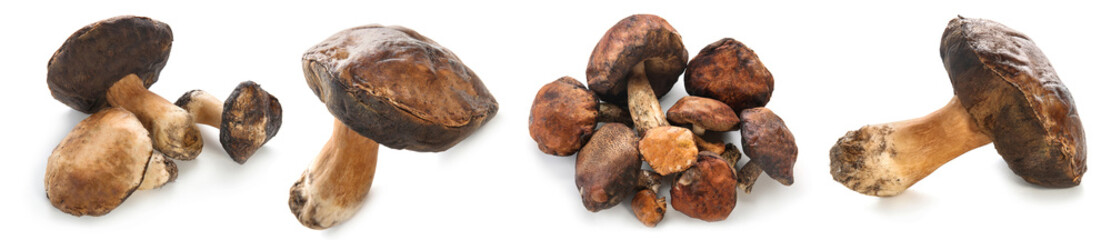 Set of raw mushrooms on white background