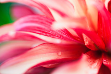 Pink Flower Macro