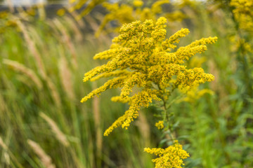 Goldenrod blooming in summer on the meadow.