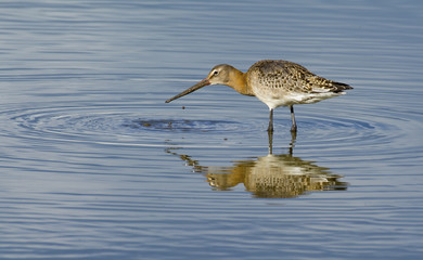 Black Tailed Godwit