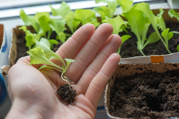 Hands of woman preparing to carefully plant seedlings of salad in fertile soil in bigger pot. Taking care and growth concept.

