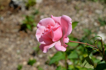Close-up of a Beautiful Pink Rose, Nature, Macro