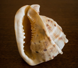 seashell