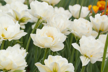 fluffy beautiful white tulips similar to peony blossom in a summer field or in a park