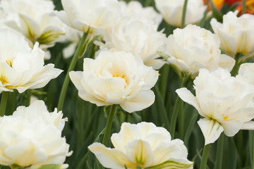 fluffy beautiful white tulips similar to peony blossom in a summer field or in a park