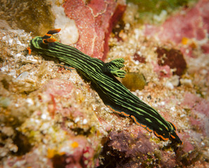 Nudibranch