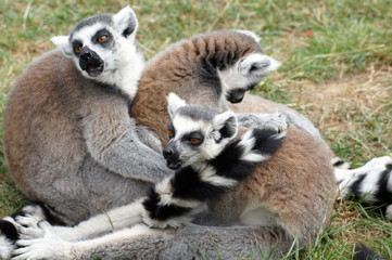 Naklejka na ściany i meble Lemuren Affen in Gefangenschaft im Zoo