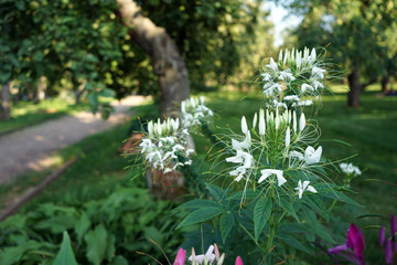 Decorative honeysuckle on a green background.