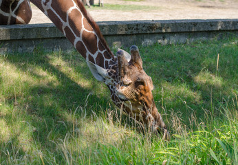 Giraffe eat green grass in the Zoo. Close-up