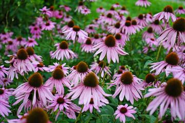 Obraz premium Echinacea purple flowers blooms in the summer garden.