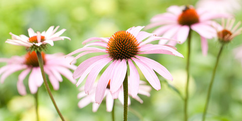 beautiful bright flowers of echinacea blooming in a summer sunny field or in a park - obrazy, fototapety, plakaty