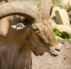 Libyan barbary sheep in Wroclaw Zoo in summer. Close up. Portrait