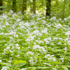 fluffy flowers of the lunaria blooming in the summer sunny forest