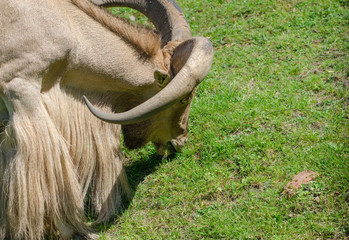Libyan barbary sheep eat grass in Wroclaw Zoo in summer.